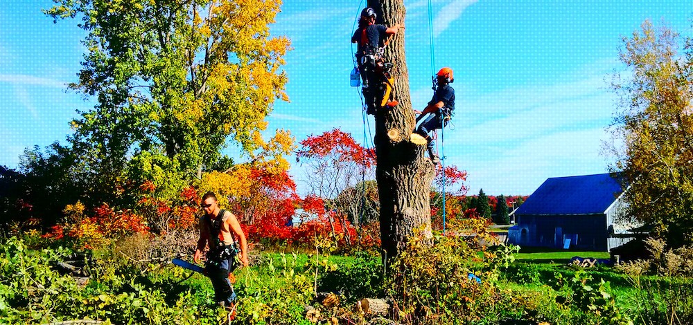 Climbing up a tree