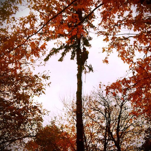 Worker climbing up a tree.