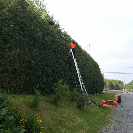 Worker climbing up a tree.